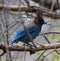 Stellar\'s Jay