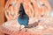 Stellar`s Jay / Blue Jay with nut in beak on wrought iron table in Big Bear southern California USA