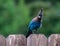 Stellar`s Jay Perched On A Fence