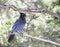 Stellar`s Jay Perched on a Tree Branch