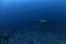 Stellar Sea Lion Dancing in Blue Water of Japan