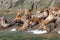 Stellar Sea Lions Crowding on a Rock