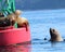 Stellar Sea Lions fighting over buoy