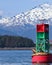 Stellar Sea Lions in Juneau, Alaska