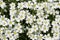 Stellaria flowers closeup