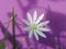 Stellaria Graminea flowering plant