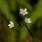 Stellaria graminea in macro