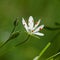 Stellaria graminea in macro