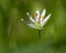 Stellaria graminea in macro