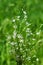 Stellaria Gramineae lat. Stellaria graminea L.. Wild plants of