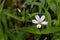 Stellaria holostea or greater stitchwort - is a perennial herbaceous flowering plant in the carnation family Caryophyllaceae. A