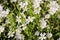 Stellaria holostea, group of perennial flowers in bloom.