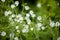 stellaria holostea Wildflower with white small blossom