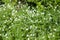 Stellaria holostea Wildflower with white small blossom