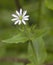 Stellaria media