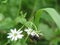 Stellaria media, chickweed, common chickweed, chickenwort, craches, maruns and winterweed in a clearing in the summer