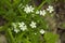 Stellaria media flowers