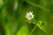 Stellaria media weed plant in flowering time