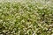 Stellaria media white flowering meadow, spring season nature