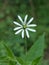 Stellaria Nemorum