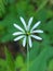 Stellaria Nemorum