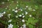 Stellaria Nemorum