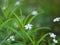 Stellaria is white. Little meadow flowers