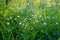 Stellaria white wildflowers. Forest flowers in green grass