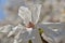 Stellate magnolia blossom mimics origami bird