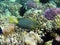 Stellate rabbitfish among corals 2141