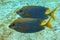 Stellate rabbitfish - Siganus stellatus laqueus  in Red Sea