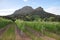 Stellenbosch mountain winelands Cape