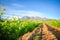 Stellenbosch Vineyards on a summers day