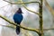 Steller Jay perched on a tree branch looking to the right