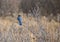 Steller`s Blue Jay on Branch in Meadow at Yosemite National Park