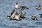 Steller\'s Eider flying