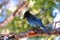 Steller\'s jay