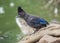 Steller\'s Jay