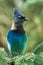 Steller\'s Jay