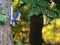 Steller`s Jay on Corn Feeder