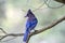 Steller`s Jay Cyanocitta stelleri