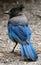 Steller's Jay (Cyanocitta stelleri) perched on the forest floor.