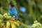 Steller`s jay Cyanocitta stelleri perching on fir bough in Ernest Calloway Manning park, British Columbia, Canada