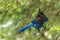 Steller`s jay Cyanocitta stelleri perching on fir bough in Glacier National Park, British Columbia, Canada