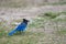 Steller`s jay Cyanocitta stelleri perching on the ground in E.  C. Manning park, British Columbia, Canada