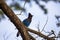 Steller\'s Jay (Cyanocitta stelleri) - Vibrant Blue Jay Perched on a Branch