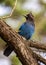 Steller\'s Jay (Cyanocitta stelleri) - Vibrant Blue Jay Perched on a Branch