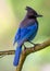 Steller\'s Jay (Cyanocitta stelleri) - Vibrant Blue Jay Perched on a Branch