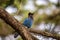 Steller\'s Jay (Cyanocitta stelleri) - Vibrant Blue Jay Perched on a Branch