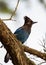 Steller\'s Jay (Cyanocitta stelleri) - Vibrant Blue Jay Perched on a Branch